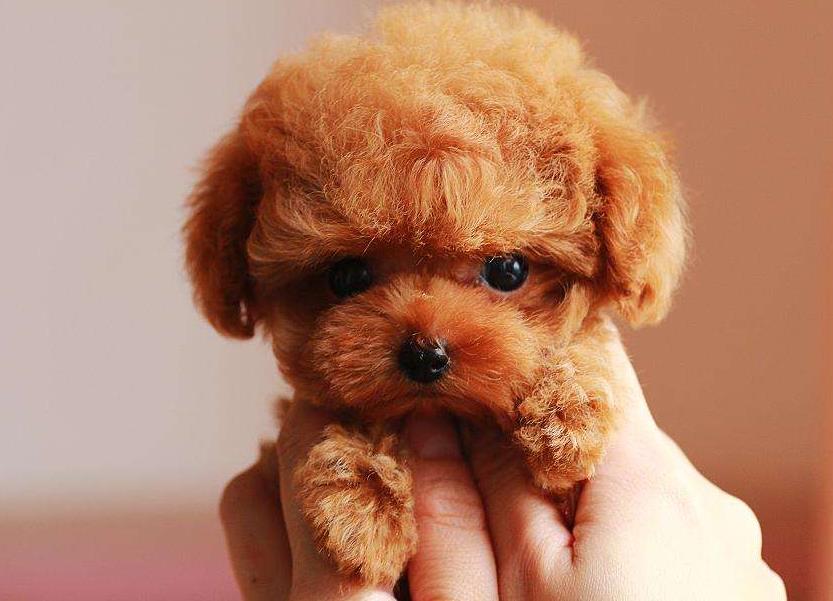 泰迪犬飼養最容易忽視的幾個問題